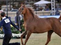 حمله اسب به کافه