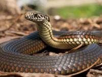 پيدا كردن مار در فر