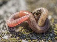 درآوردن کرم از زیر پوست