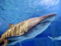 افتادن زن در آکواریوم کوسه