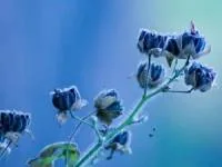عجیب ترین گلهای جهان