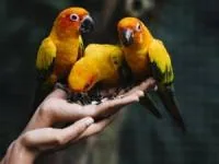 حرف زدن به طوطی