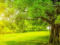 پیرترین درخت های جهان