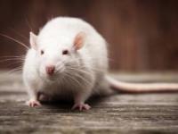 درمان ناباروری مردان