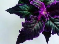 نگهداری گیاه ژینورا