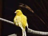 نگهداری قناری