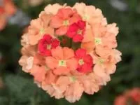 شاه پسند