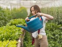 تابستان چی بکاریم