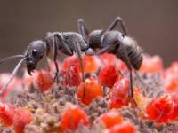قدرت مورچه