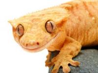 چشمان عجیب حیوانات