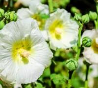 ماسک گل ختمی