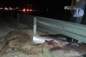 برخورد شتر با خودرو