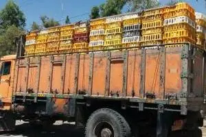 مرغ قاچاق