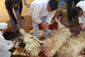 گوشت قربانی