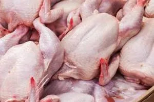 قطعه کردن مرغ