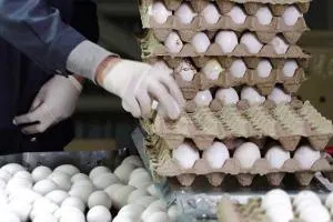 قیمت تخم مرغ