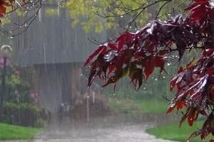 بارش باران
