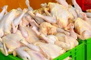 قیمت مرغ