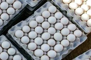 تخم‌مرغ