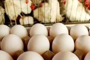 قیمت مرغ