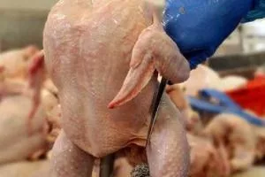 قیمت جدید مرغ
