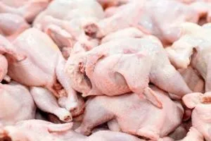 قیمت مرغ