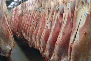 تولید گوشت قرمز