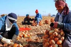 صادرات پیاز