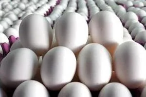 قیمت تخم مرغ