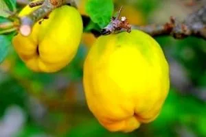 میوه دارویی و زیبایی