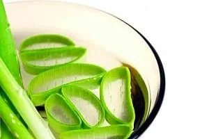 نگهداری آلوئه ورا در یخچال