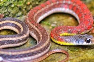 حقایقی درباره مارها