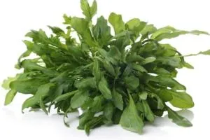 خواص گیاه منداب
