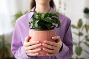 گیاهان کم نور