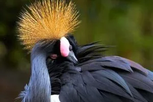 طاووس سیاه