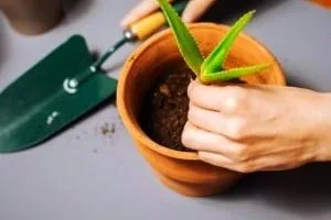 ریشه زایی گیاه