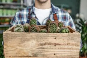 پیوند زدن کاکتوس