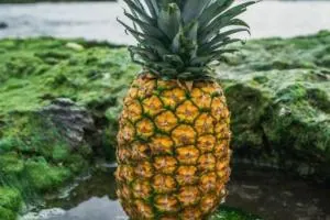 شهر آناناس