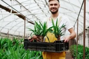 نگهداری گیاهان آپارتمانی