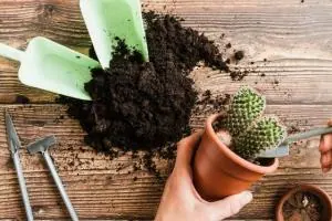 تعویض خاک گلدان