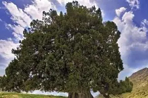 درخت ارس مراد