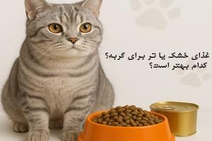 غذای گربه