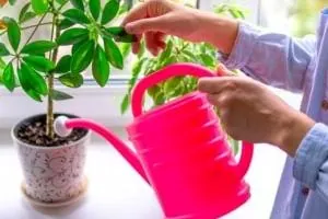 آبیاری گیاه آپارتمانی