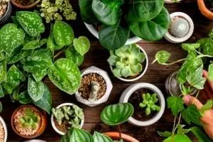 گیاهان آپارتمانی آرامبخش