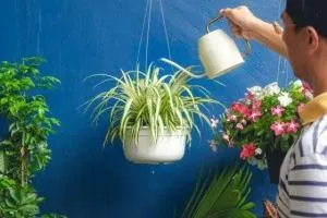گیاهان آپارتمانی مقاوم