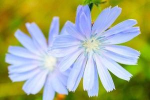خواص ریشه کاسنی