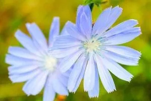 خواص ریشه کاسنی