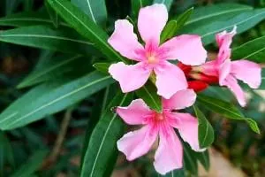 خرزهره
