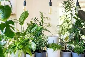 گیاه بدون نور