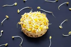 جوانه گندم